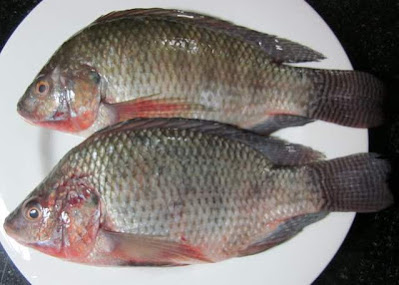 Tilapia - Buntbarsch Thailand