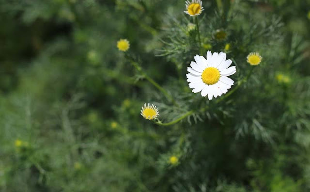 Mayweed Flowers Pictures