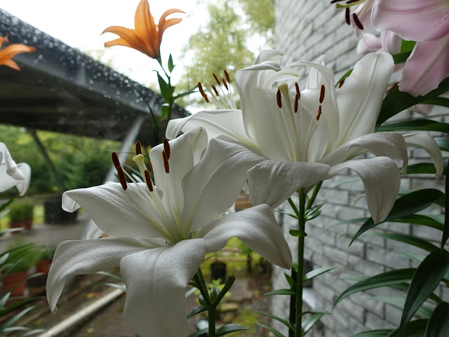 とっとり花回廊のゆりの館