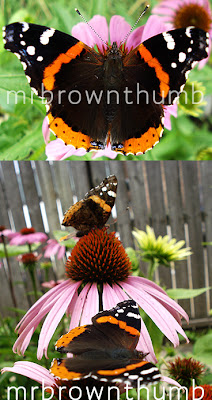 Vanessa atalanta 'Red Admiral' butterfly