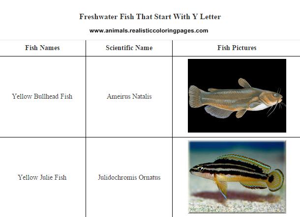 List of freshwater fish beginning with Y
