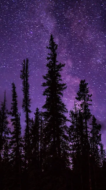 Night, Stars, Trees, Starry Sky