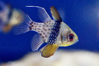 Pajama cardinalfish