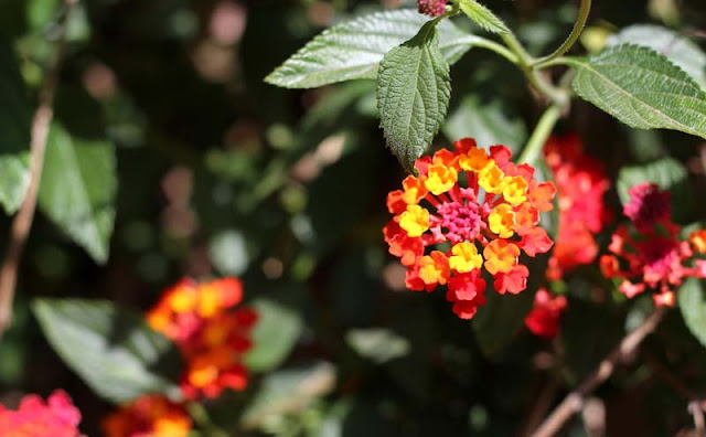 Lantana Flowers Pictures