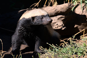 Honey badger in Moholoholo Wildlife Rehabilitation Centre, Limpopo Province, South Africa © Matt Prater