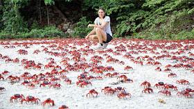 An Australian wildlife official inspects migrating red crabs on Christmas Island, in 2013.