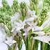 Not Only Fragrant, Here Are four Benefits of Good Night Flowers for Health