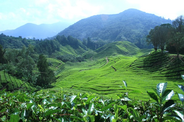 campo plantação chá verde