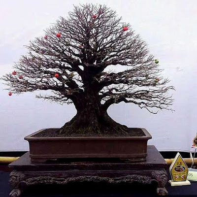 gambar bonsai mustam