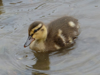 Canard colvert - Anas platyrhynchos