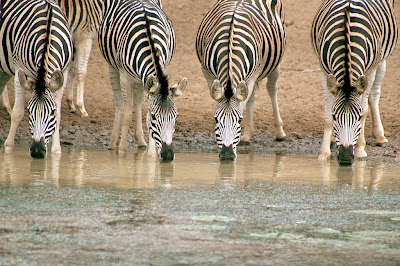 Zebras Drinking