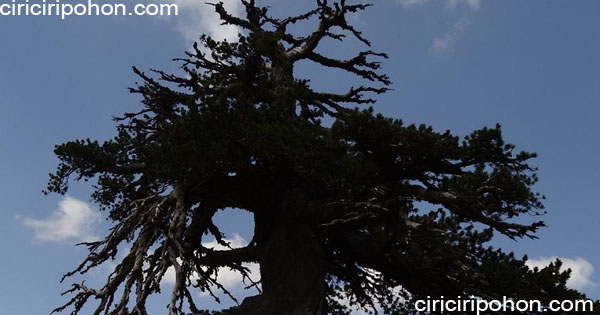 Pohon Pinus Purba di Eropa Usianya Ribuan Tahun 