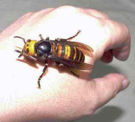 Asian giant killer hornet