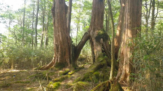 奥白髪山 八反奈路のヒノキ達