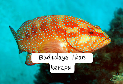 Ikan kerapu