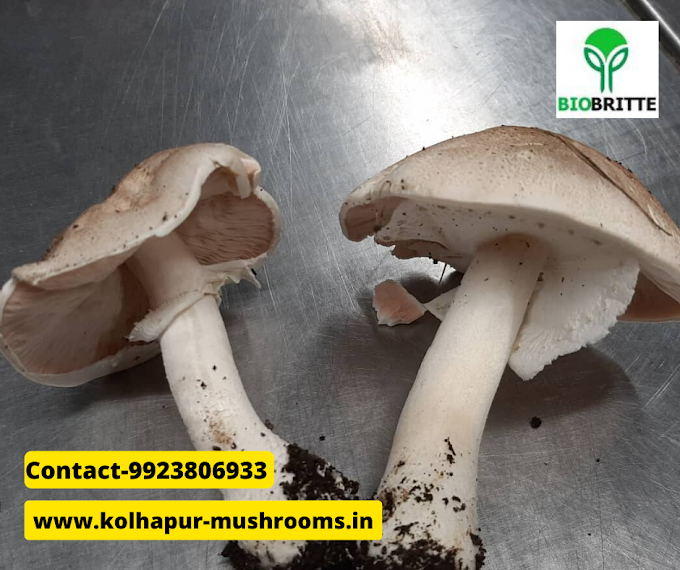 Mushroom suppliers in Pune