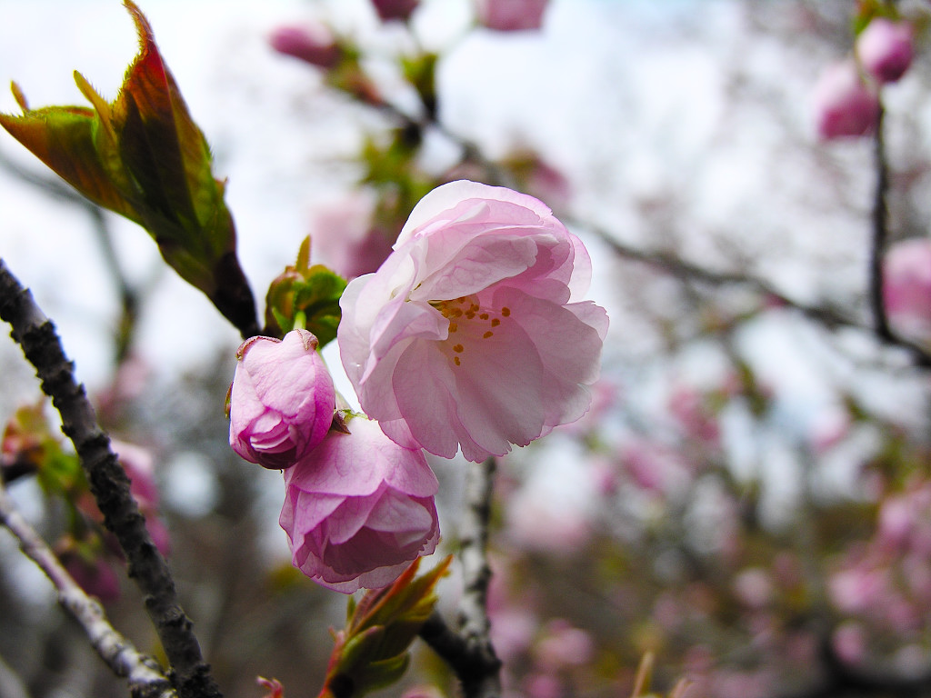 Wallpapers: Cherry blossom