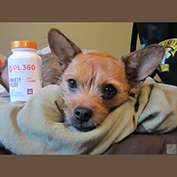 PL360 anxiety relief for dogs review