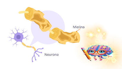Neurona y dendritas mostrando  la mielinización