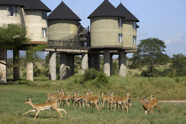 Sarova Saltlick Game Lodge, Kenya