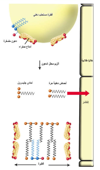 لشكل 19-22: تشكل نواتج هضم الدهون مع أملاح الصفراء قطيرات دهنية قابلة للامتصاص.