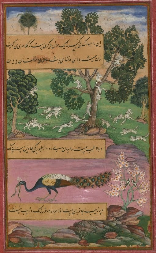 Mughal miniature painting of peacock and other animals 1500s