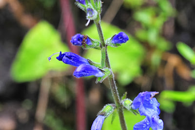 Salvia scutellarioides [13.3236 S, 72.6548 W]