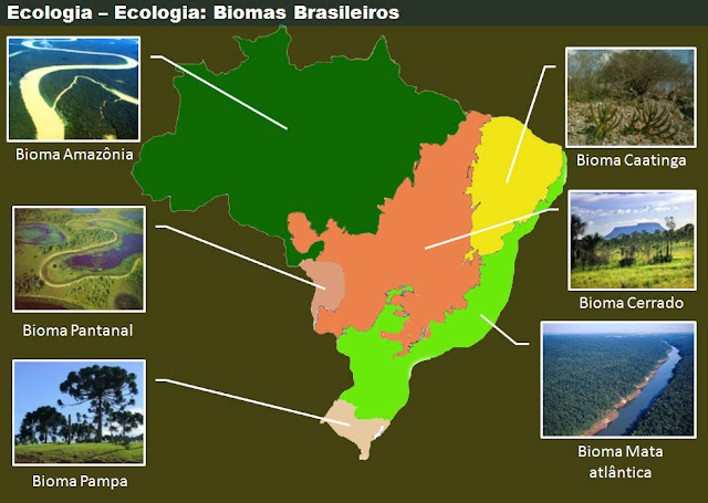 Resultado de imagem para exemplos de biomas brasileiros