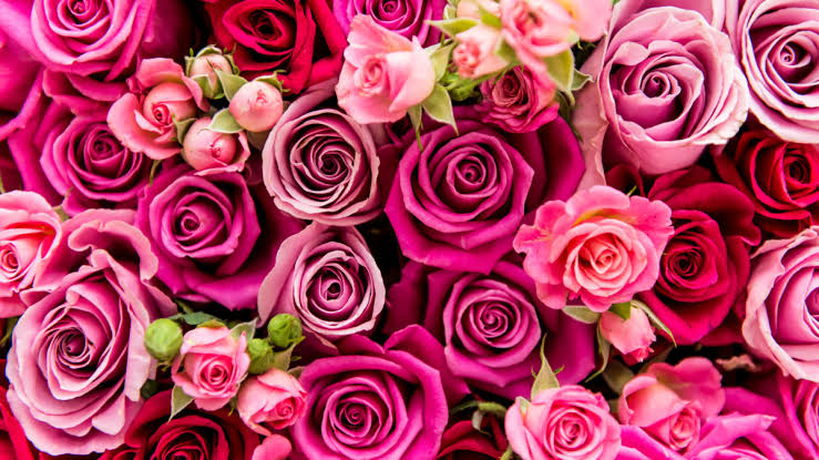 valentine day quotes