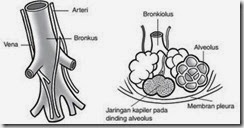 bronkus