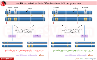 مقارنة تأثير ظاهرة العبور الصبغي على المظاهر الخارجية، عندما تكون المورثتان متباعدان و عندما تكونان متقاربتان.