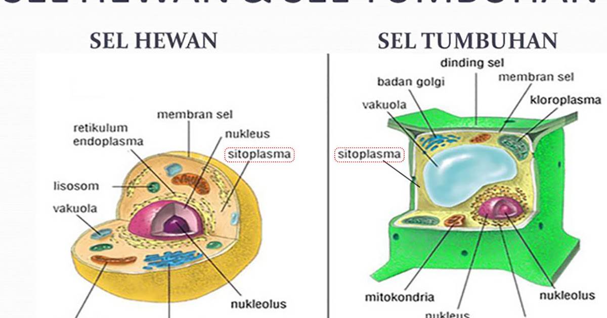 3 Bagian Sitoplasma Lengkap  Pengertian Ciri Fungsi 