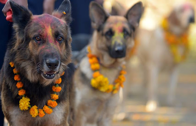 Festival to Thank Dogs ❤