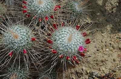 Mammillaria geminispina