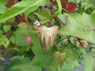 Cotonnier - Gossypium sp. - Cotton plant