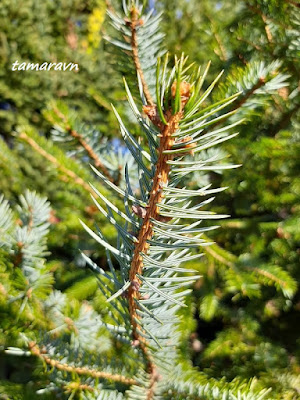 Ель аянская / Ель иезская (Picea ajanensis, =Picea jezoensis)