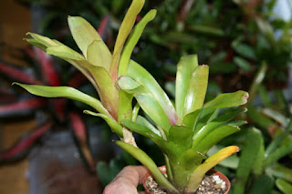 neoregelia narziss