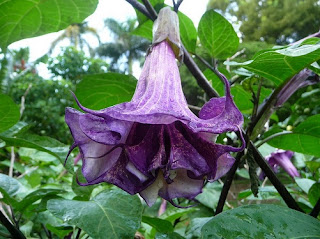 Bunga kecubung (Datura metel)