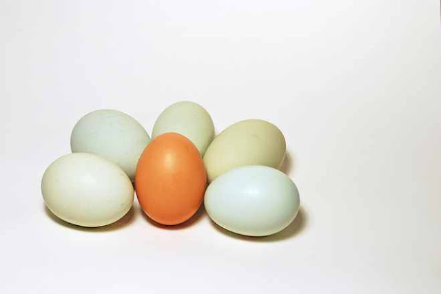 Cara Meninggikan Badan Dengan Telur