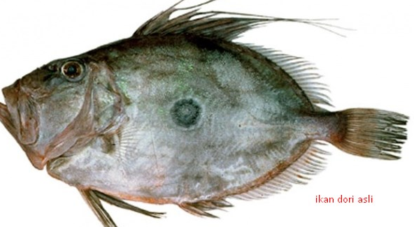 IKAN DORI