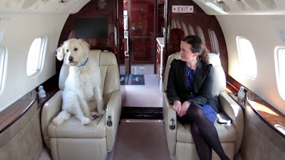 Pet in american airlines