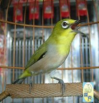 kicau pleci,burung kacamata,masteran burung pleci