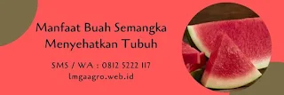 jual benih, semangka non biji, semangka amara f1, benih panah merah, manfaat semangka, tanaman semangka, toko pertanian, toko online, lmga agro