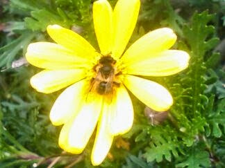 abeja en flor