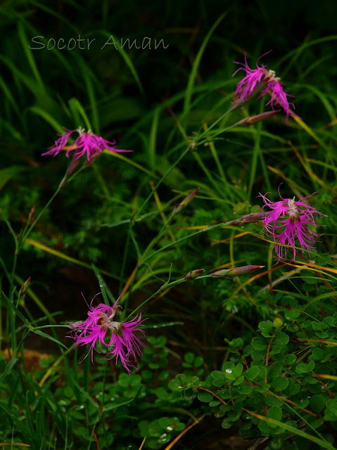 Dianthus superbus