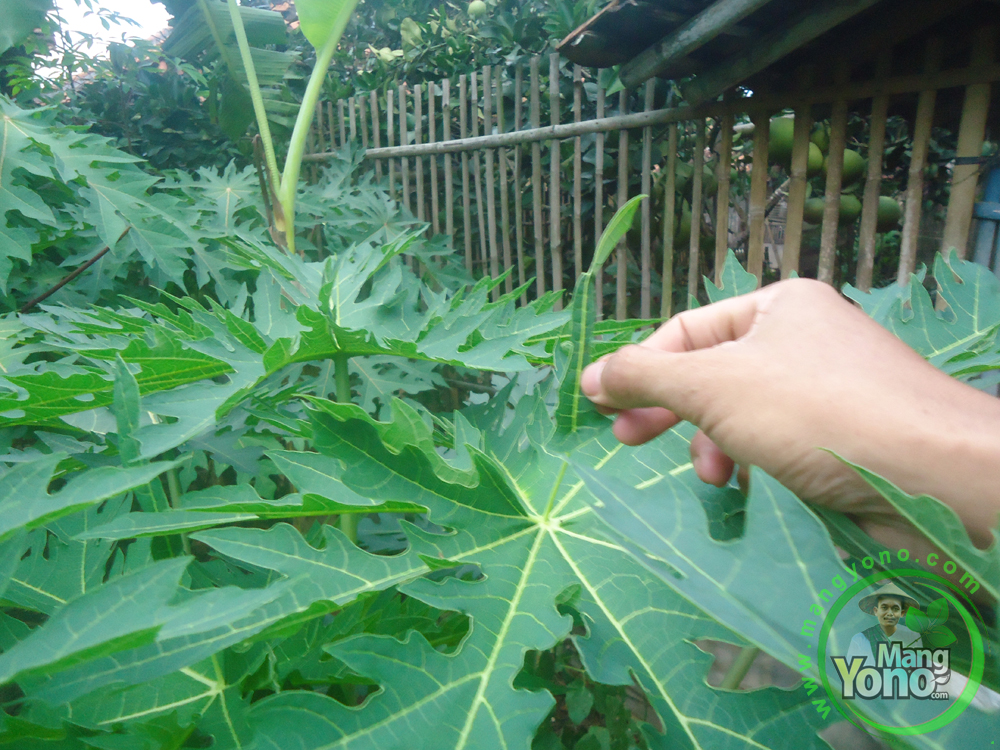  Pepaya  California di Pekarangan Rumah Saya