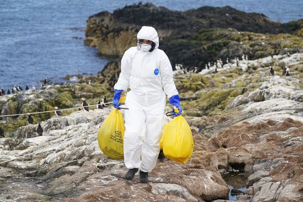 Avicultor viajou para a Escócia com gripe aviária, arriscando nova e terrível pandemia 