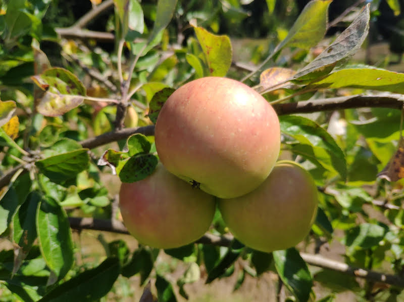 Three apples hanging from a branch