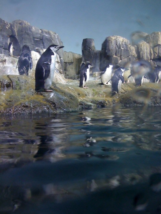 central park zoo penguins. Penguins at Central Park Zoo