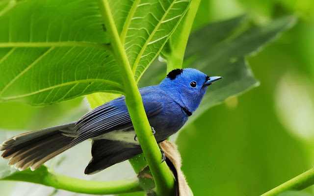 Blue Bird Sitting On Tree Wallpaper